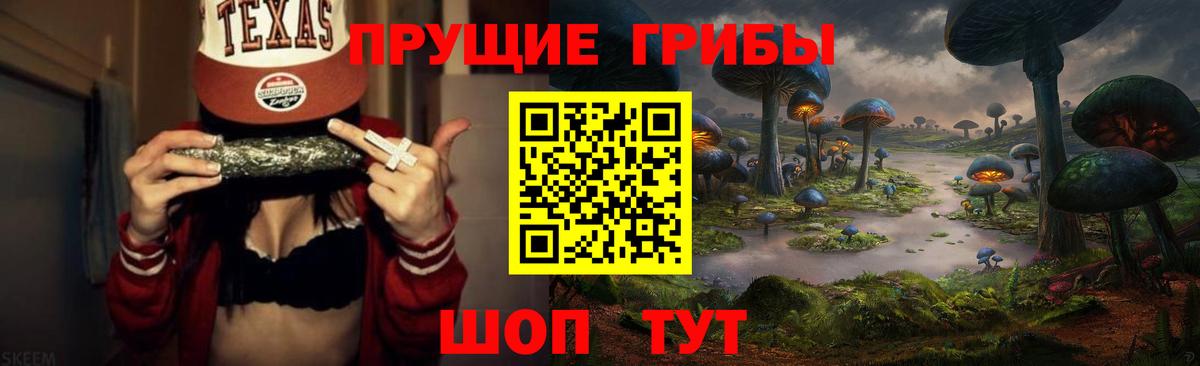 Псилоцибиновые грибы Psilocybe Майкоп